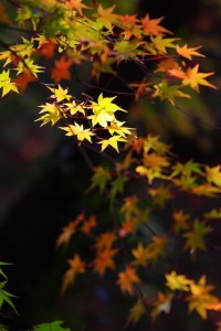 紅葉の光と影640×960