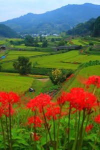 明日香村稲渕の棚田風景640×960