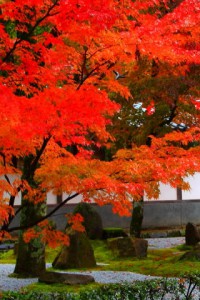 開山堂前あたりの紅葉320×480