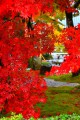 真紅の紅葉と苔むしている庭640×960