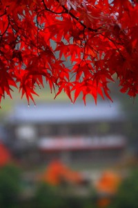 もみじの雨の雫と遠くの建物640×960