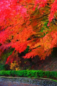 見事な紅葉の参道を歩く320×480