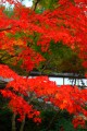 鮮烈な赤いもみじと正暦寺の白壁640×960