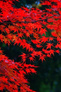 目が覚めるような見事な紅葉320×480