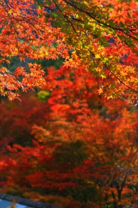 紅葉の綺麗なグラデーション640×960