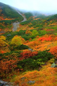 千畳敷カールの登山道の途中から見た紅葉320×480