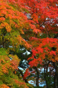 祓戸社付近の紅葉のグラデーション640×960