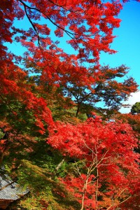 本堂手前の紅葉640×960