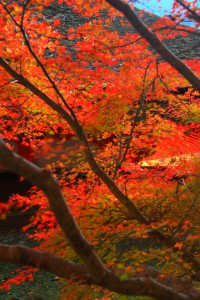 檜皮葺の屋根と紅葉640×960