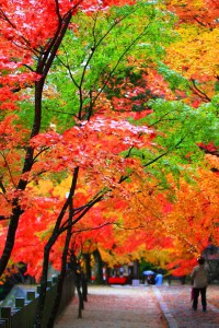 紅葉の参道を歩く観光客640×960