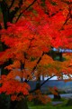 とても繊細な感じのする紅葉320×480