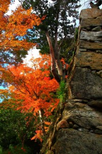 正暦寺の石垣と紅葉320×480