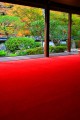 赤い毛氈と福寿院庭園320×480