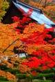 永源寺開山堂の屋根と紅葉320×480