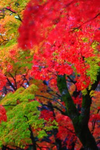 燃えるようなもみじの紅葉320×480