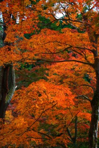 非常に派手な黄色い紅葉640×960