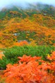 這い松の緑と草紅葉のオレンジ640×960