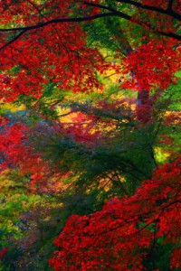 紅葉の光と影320×480