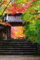 大本山永源寺総門の見事な紅葉640×960
