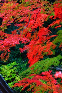 開山堂の付近の目の覚める紅葉640×960