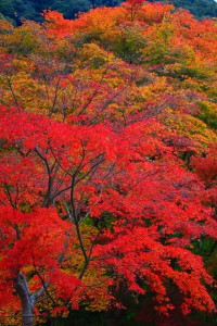 正暦寺入口付近の紅葉640×960