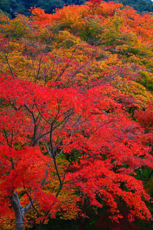 正暦寺入口付近の紅葉640 960 スマホ壁紙iphone用640x960 3 480