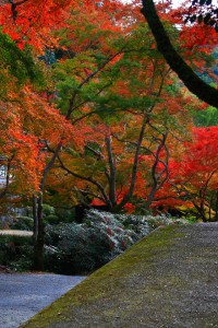 正暦寺の紅葉参道640×960