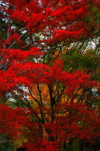 談山神社入口の紅葉320×480