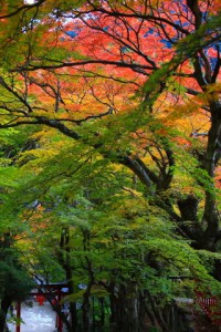 紅葉の色の移り変わり320×480