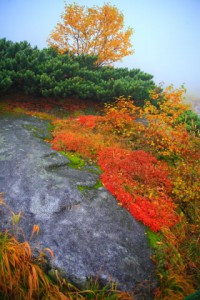 岩の近くに生えている草紅葉320×480