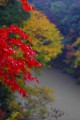 愛知川の流れと紅葉640×960