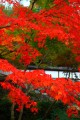 鮮烈な赤いもみじと正暦寺の白壁320×480