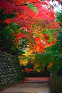 永源寺入口前の紅葉320×480