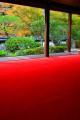 赤い毛氈と福寿院庭園640×960