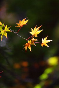 そこだけ日が当たる黄色の紅葉640×960