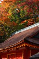 宝庫の屋根と紅葉640×960