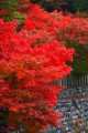 永源寺の手前から見えている美しい紅葉640×960