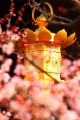ピンクの梅と金色の燈籠640×960