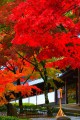 開山堂前あたりの真っ赤な紅葉640×960