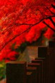 永源寺の柵と紅葉320×480