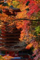 談山神社十三重塔と紅葉640×960