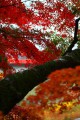 苔むす幹と紅葉640×960