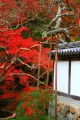 正暦寺入口付近の白壁と紅葉640×960