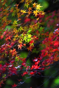 そこだけ日が当たる紅葉320×480