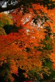 石垣の上の紅葉320×480