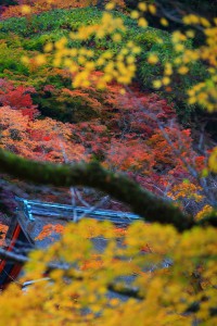 カラフルな色合いの紅葉風景640×960