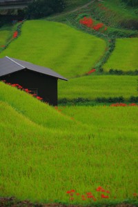 昔懐かしい棚田の風景640×960