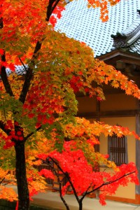 法堂横の紅葉640×960