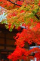 永源寺法堂正面の紅葉640×960