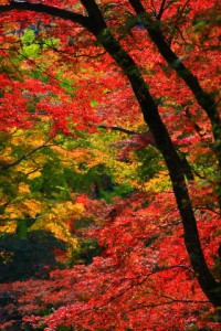 重なりあう紅葉の色320×480